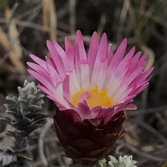 Helichrysum retortoides