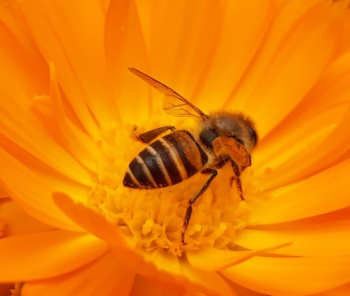 Asian Honey Bee, photo 6 of 10