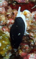 Atrimitra idae