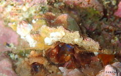 Haigiopagurus diegensis