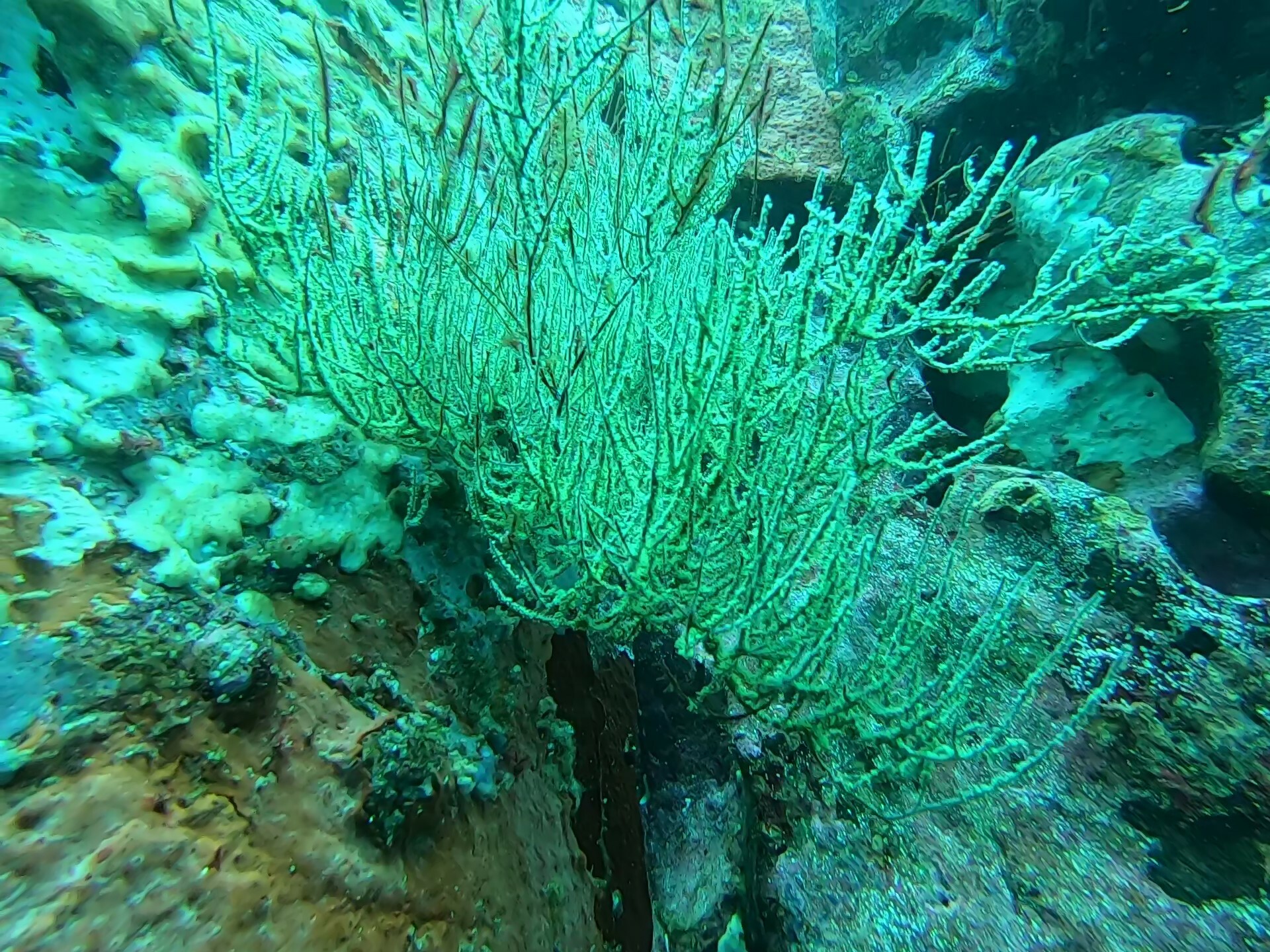 Antipathes galapagensis Deichmann, 1941