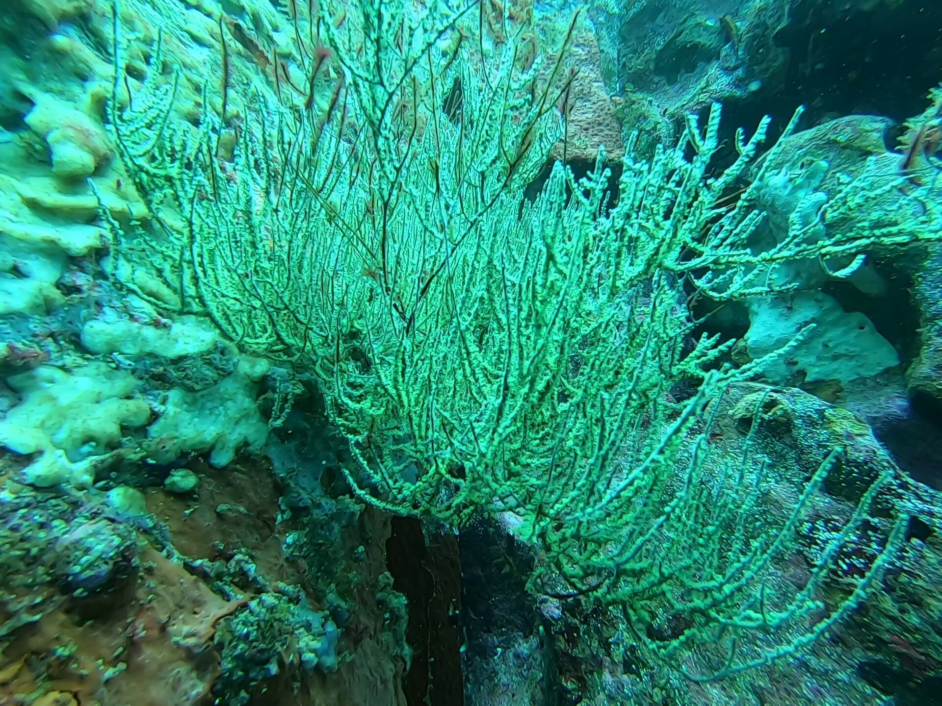 Antipathes galapagensis Deichmann, 1941