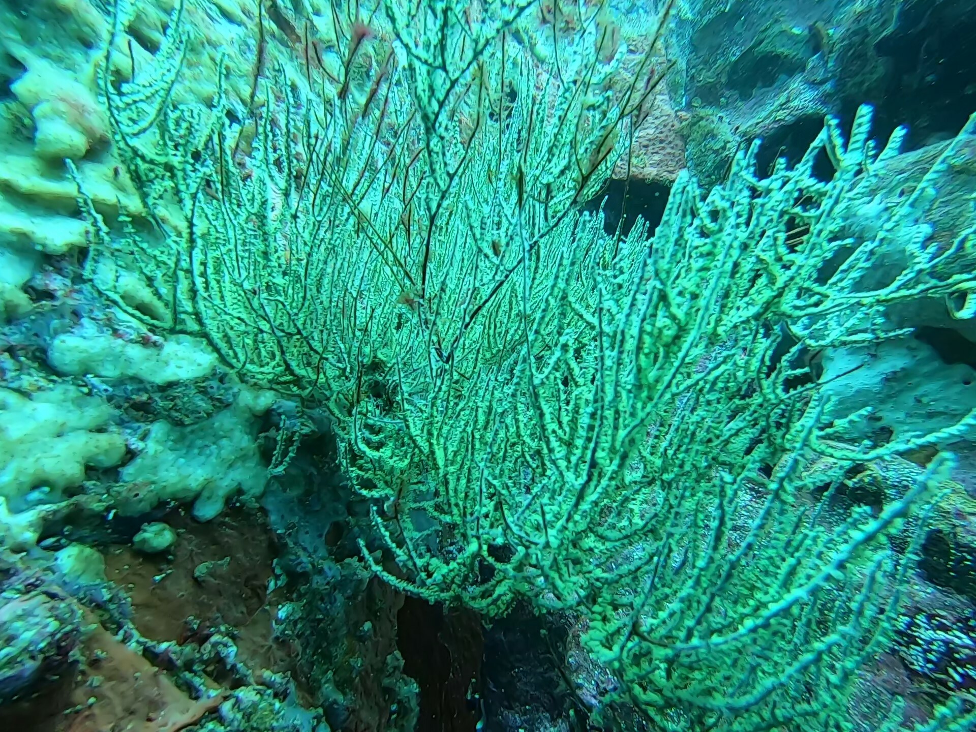 Antipathes galapagensis Deichmann, 1941
