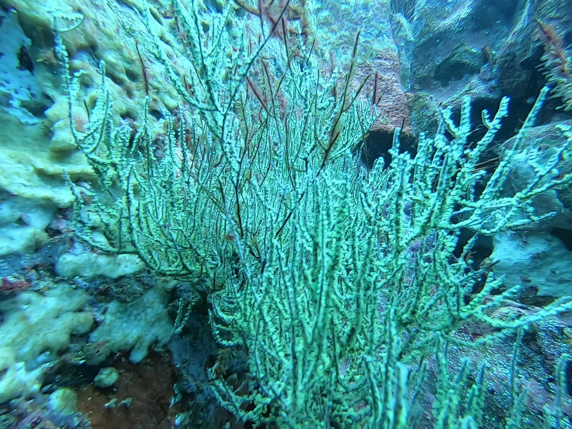 Antipathes galapagensis Deichmann, 1941