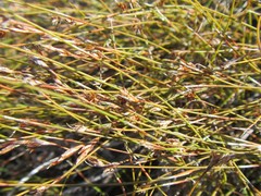 Anthochortus crinalis