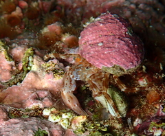 Phimochirus californiensis image