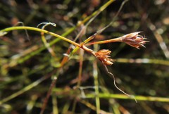 Anthochortus crinalis