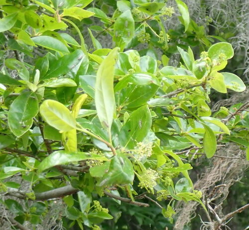 Swamp tupelo (Nyssa biflora)