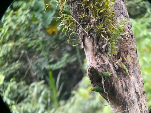 Mindanao Lorikeet (Trichoglossus johnstoniae), photo 7