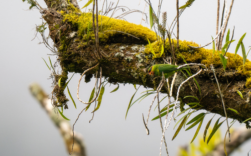 Mindanao Lorikeet (Trichoglossus johnstoniae), photo 10