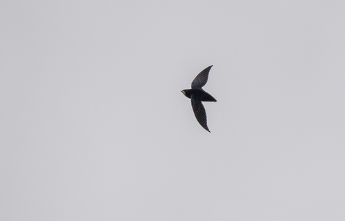 Philippine Spinetail (Mearnsia picina), photo 2