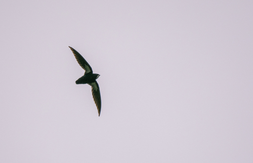 Philippine Spinetail (Mearnsia picina), photo 6