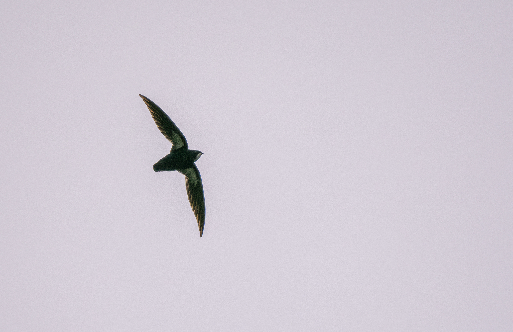 Philippine Spinetail (Mearnsia picina), photo 4