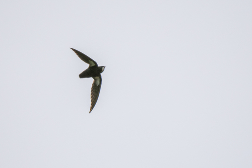 Philippine Spinetail (Mearnsia picina), photo 7