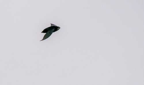 Philippine Spinetail (Mearnsia picina), photo 8