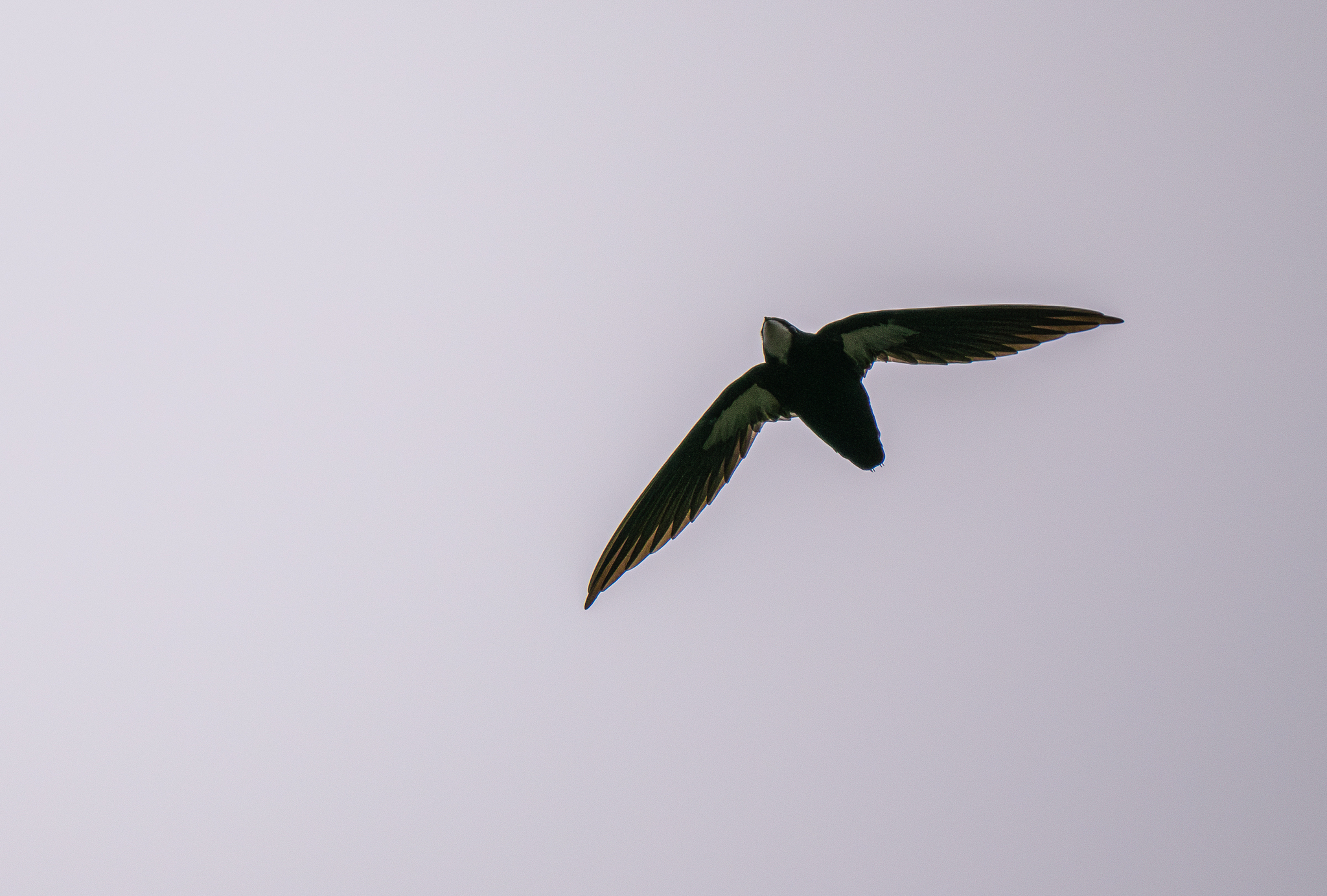 Philippine Spinetail (Mearnsia picina), photo 7