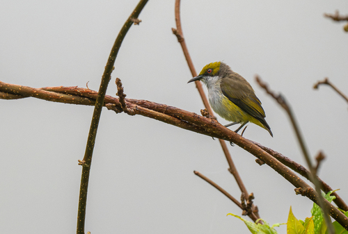 Olive-capped Flowerpecker (Dicaeum nigrilore), photo 3