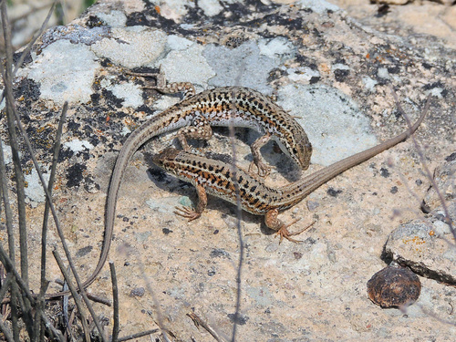 Snake-eyed Lizard