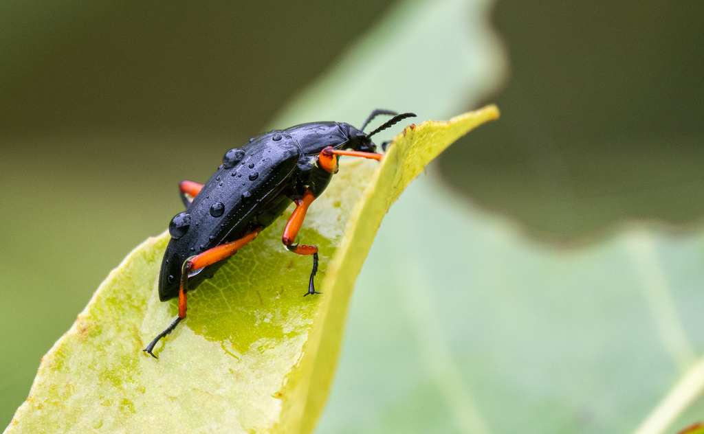 Scotaeus