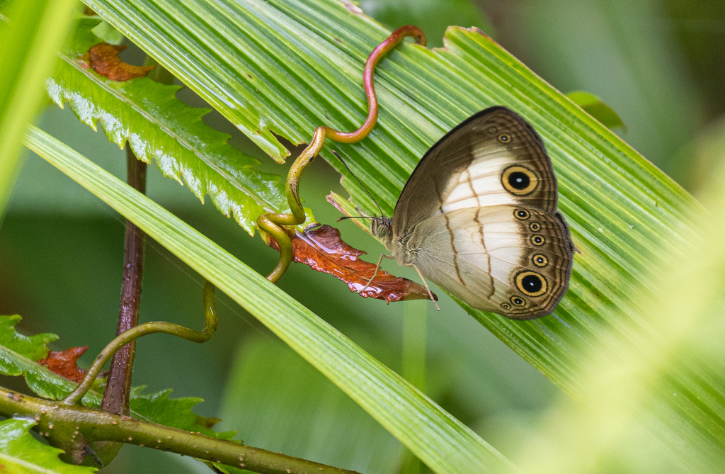 Mycalesis treadawayi