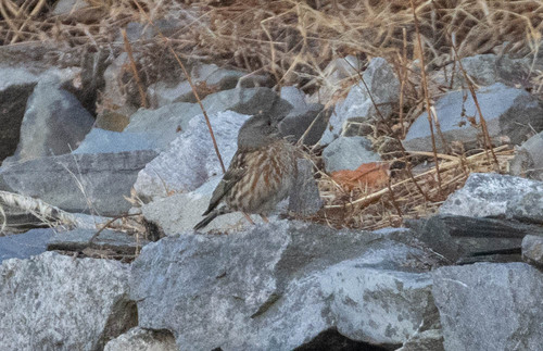 Altai Accentor (Prunella himalayana), photo 3