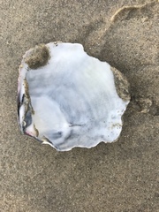 Semele decisa
