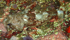 Scorpaena guttata