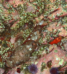Scorpaena guttata