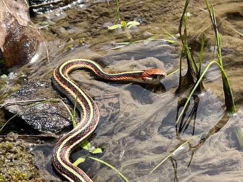 iNaturalist observation photo of Common Garter Snake