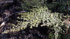 Coprosma microcarpa
