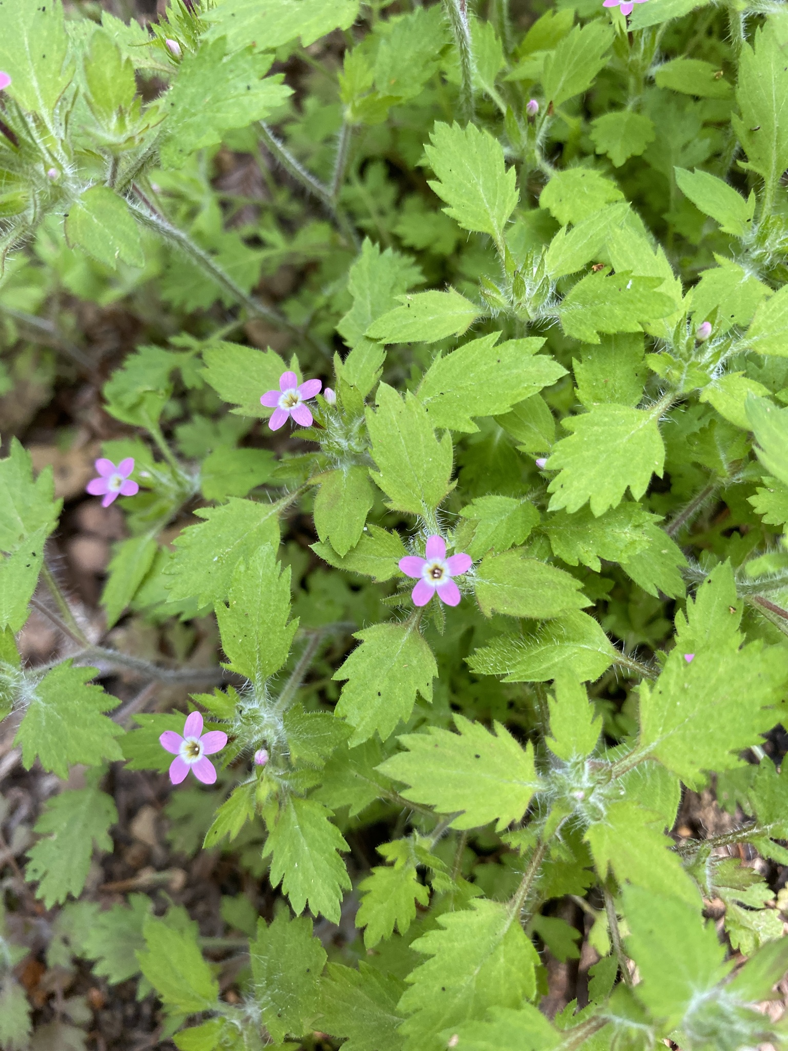 Collomia heterophylla