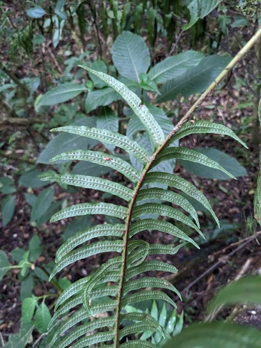 Serpocaulon loriceum, photograph 4
