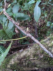Serpocaulon loriceum