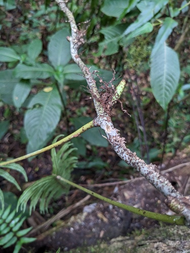Serpocaulon loriceum, photograph 6
