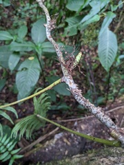Serpocaulon loriceum, photograph (c) Zac Peterson, some rights reserved (CC BY)
