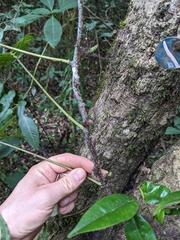 (c) Zac Peterson, some rights reserved (CC BY) Serpocaulon loriceum, photograph (c) Zac Peterson, some rights reserved (CC BY)