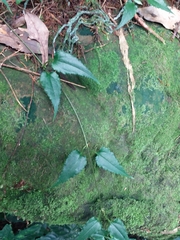 Tripterospermum taiwanense