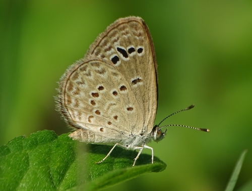 Photo of Lesser Grass Blue (Zizina otis)