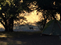 Odocoileus hemionus eremicus