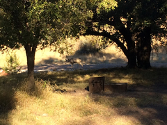 Odocoileus hemionus eremicus