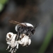 Gray-backed Bumble Bee - Photo (c) javichinga, some rights reserved (CC BY-NC), uploaded by javichinga