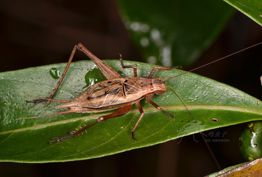 云斑金蟋 Japanese Pine Cricket (版纳植物园的蛐蛐) · iNaturalist