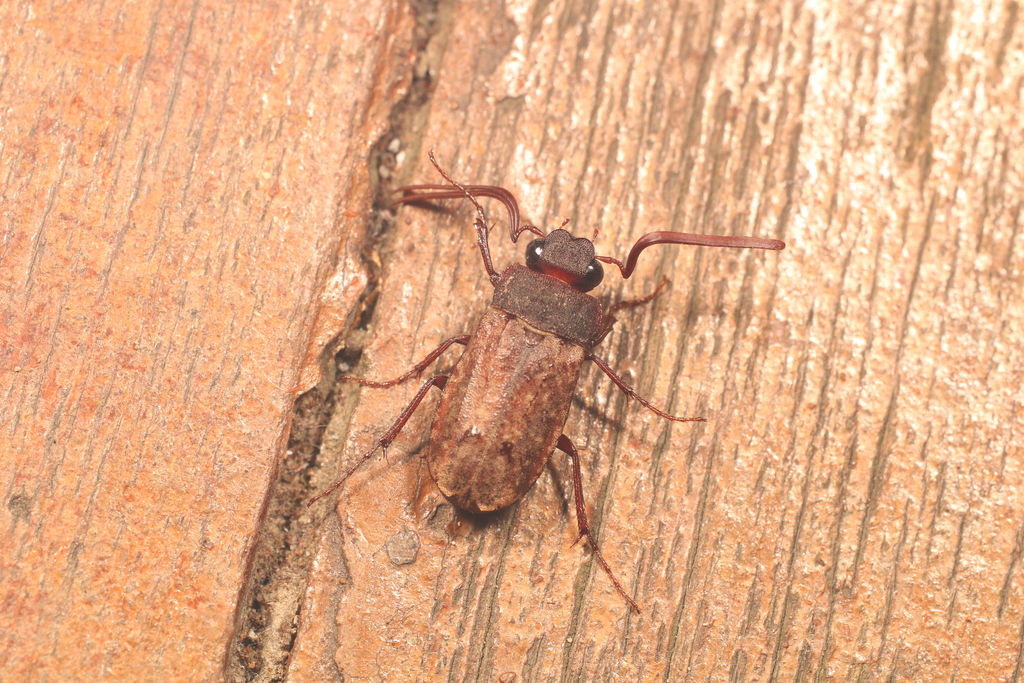 Nematophylla