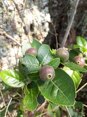 Cordiera
