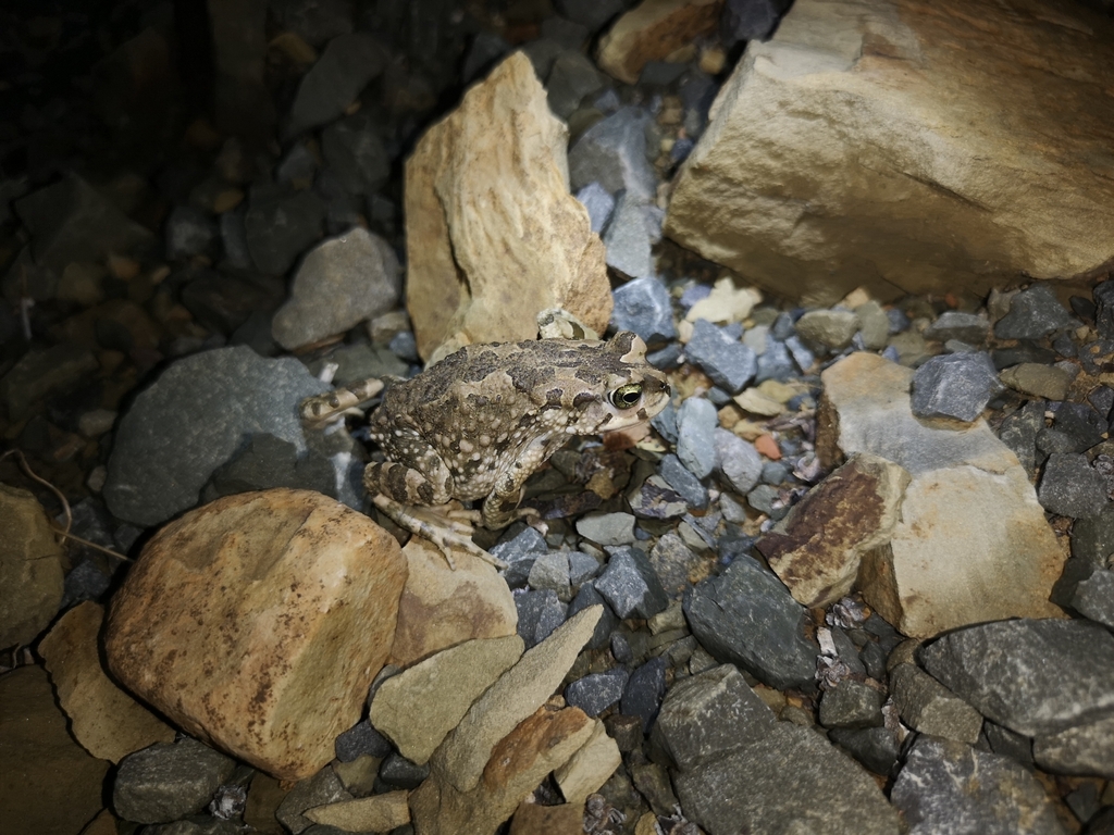 Karoo Toad From Karoo Hoogland Municipality, South Africa On April 25 