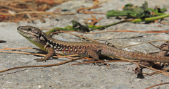Lebanon Lizard photo 5