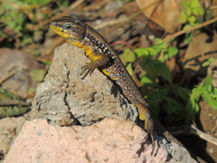 Lebanon Lizard photo 2