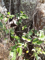 Cordiera
