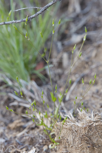 shiny chickweed (Stellaria nitens)