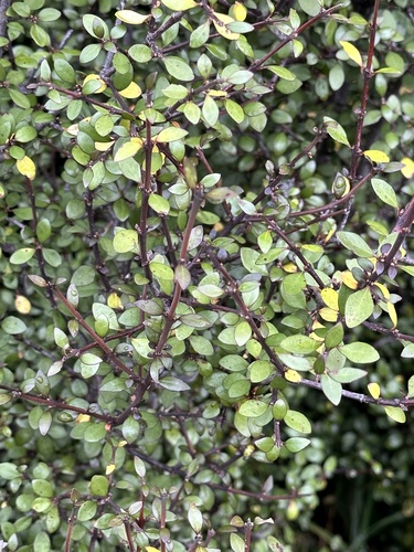 Aristotelia fruticosa (Aristotelia fruticosa)